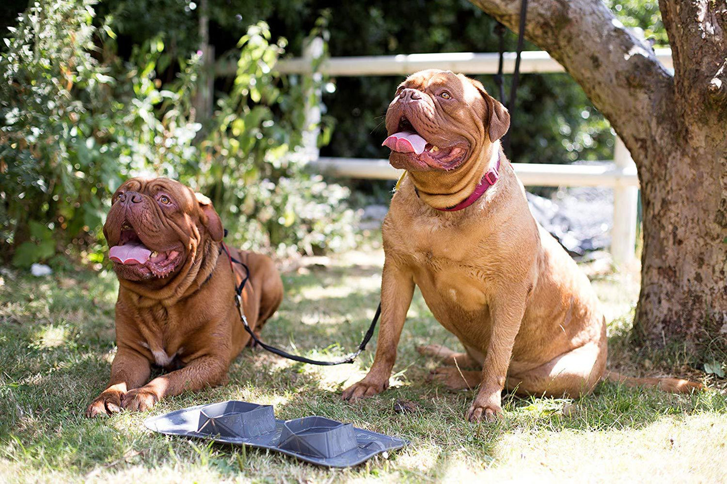 Portable Pet Bowl